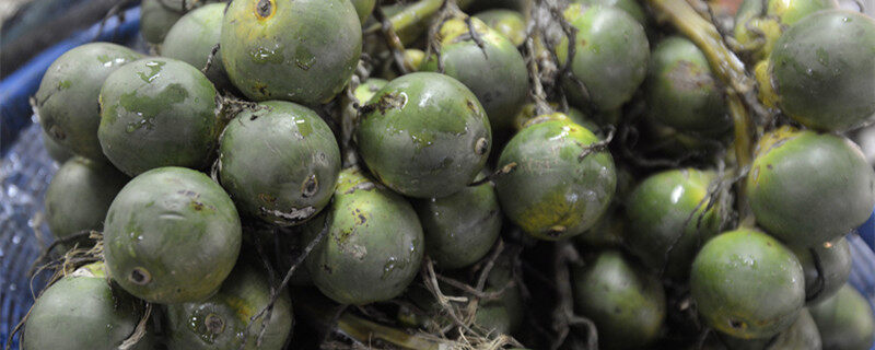 乐虎国际请问一下你们优德88海南农村种橡胶和种槟榔的农民是否有相应的补贴政策呢？(图1)