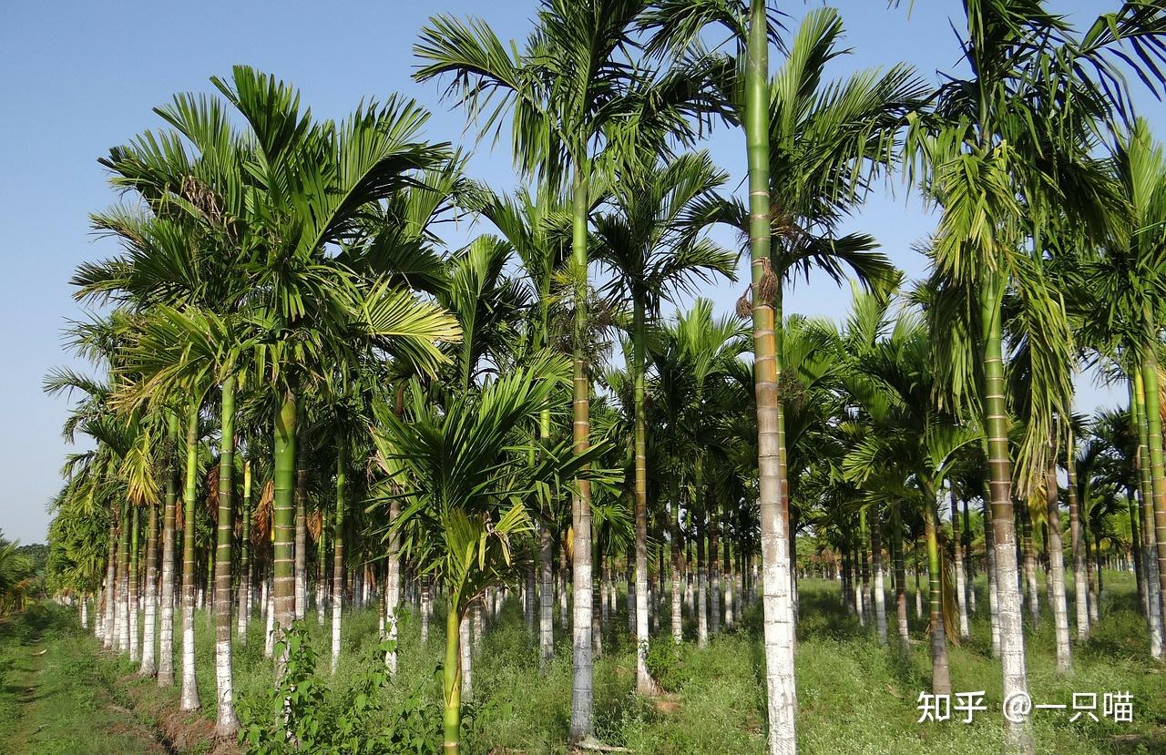 乐虎在砂质地“新农人”耕耘梦想(图1)