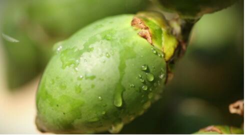 lehu国际乐虎官网新春走基层在砂质地“新农人”耕耘梦想(图1)